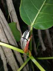 Chalcolepidius limbatus
