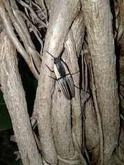 Chalcolepidius limbatus