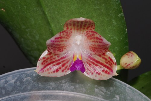 Java Phalaenopsis