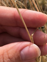 Hesperostipa curtiseta