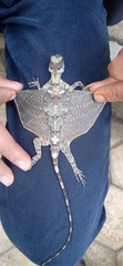 Fringed Flying Dragon photo 2