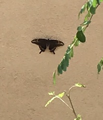 Papilio ornythion ornythion