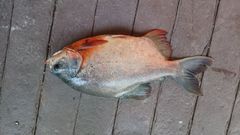Piaractus brachypomus