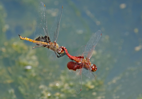 Red Saddlebags