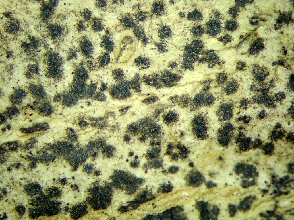 Arthopyrenia gemellipara
