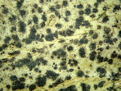 Arthopyrenia gemellipara