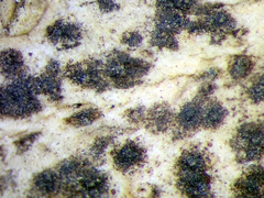 Arthopyrenia gemellipara