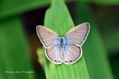 Euchrysops cnejus cnejus