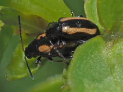 Phyllotreta undulata
