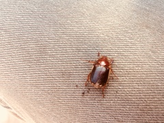 Aulacopalpus ciliatus