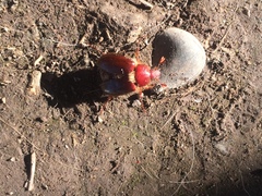 Aulacopalpus ciliatus