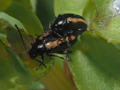 Phyllotreta undulata