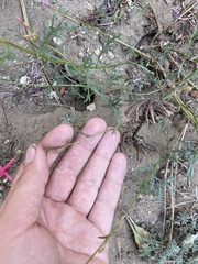 Ipomopsis aggregata bridgesii