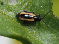 Phyllotreta undulata