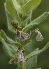 Ajuga laxmannii