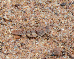 Sphingonotus erythropterus