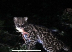 Leopardus tigrinus