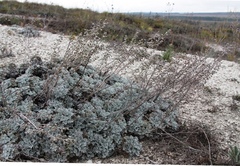 Artemisia hololeuca