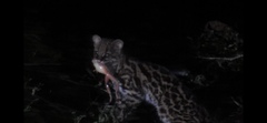 Leopardus tigrinus