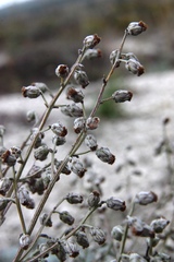 Artemisia hololeuca