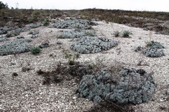 Artemisia hololeuca