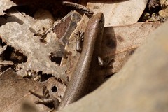 Lampropholis guichenoti