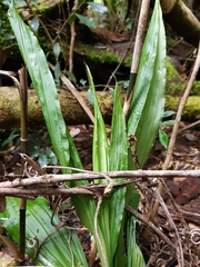 Calanthe triplicata