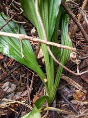 Calanthe triplicata
