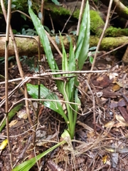 Calanthe triplicata