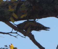 Salpornis salvadori salvadori