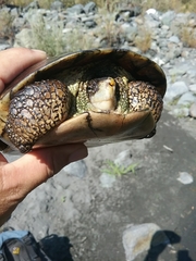 Actinemys marmorata marmorata