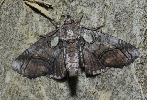 Pygmy Paectes Moth photo 3