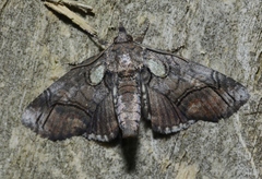 Paectes pygmaea