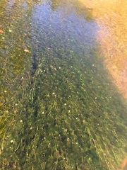 Ranunculus flammula filiformis