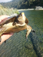 Actinemys marmorata marmorata