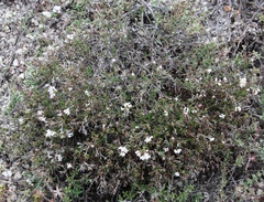 Asperula tephrocarpa