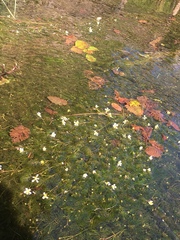 Ranunculus flammula filiformis