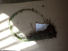 Rhynchospora gracilenta