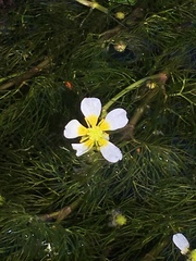 Ranunculus flammula filiformis