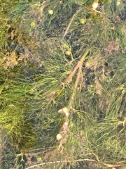 Ranunculus flammula filiformis