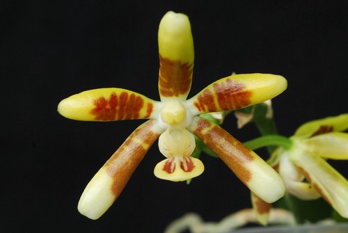 Phalaenopsis kunstleri