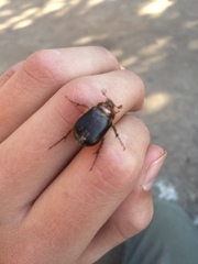 Aulacopalpus ciliatus