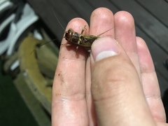 Gryllus lineaticeps