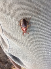 Aulacopalpus ciliatus