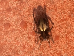 Lycosidae