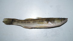 Gobiomorus maculatus