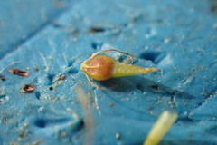 Rhynchospora gracilenta