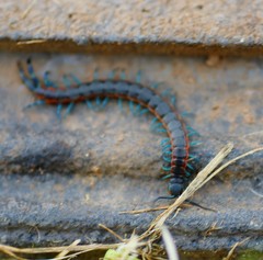 Scolopendra laeta