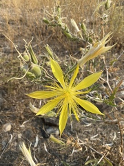 Mentzelia laevicaulis