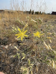 Mentzelia laevicaulis